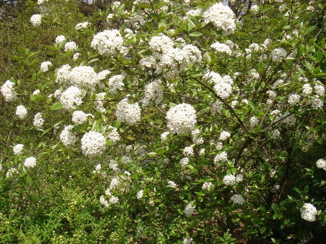 Viburnum burkwoodii